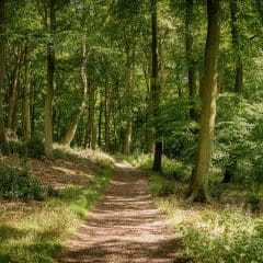 A sunlit dirt path winds through a green, leafy forest with tall trees and lush undergrowth—serene as the peace sought by a Funeral Director arranging pre paid funerals on a bright, clear day.