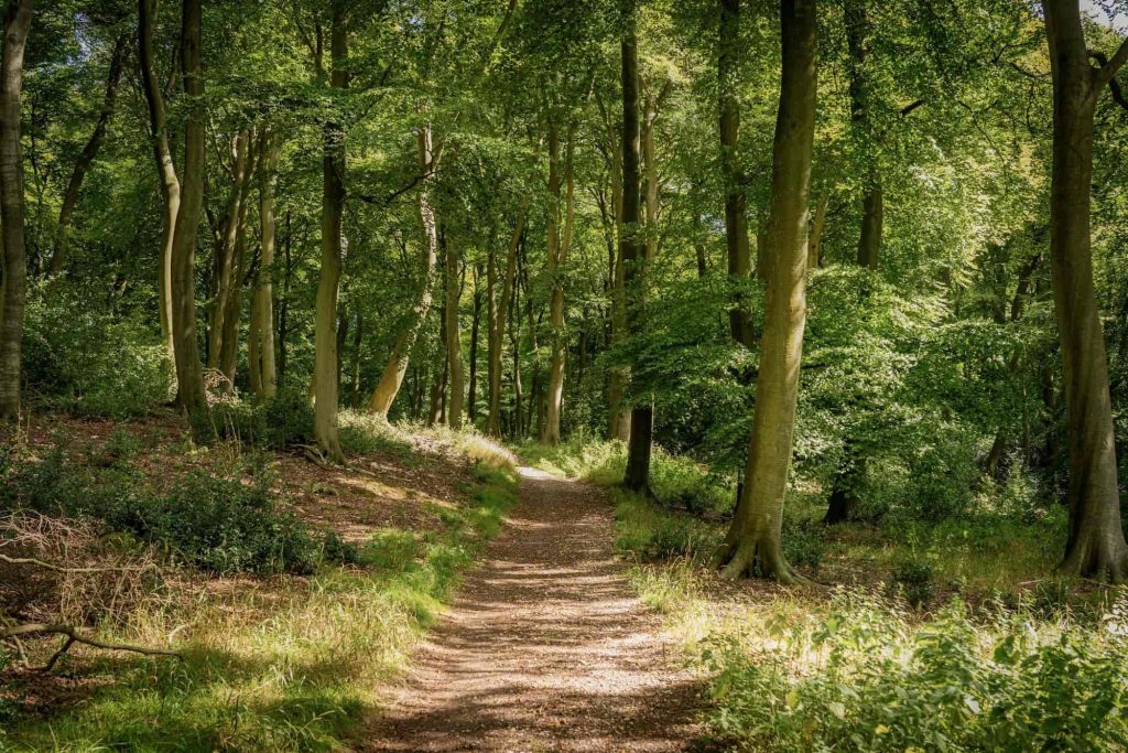 A sunlit dirt path winds through a green forest with tall trees, lush foliage, and dappled sunlight filtering through the leafy canopy above.