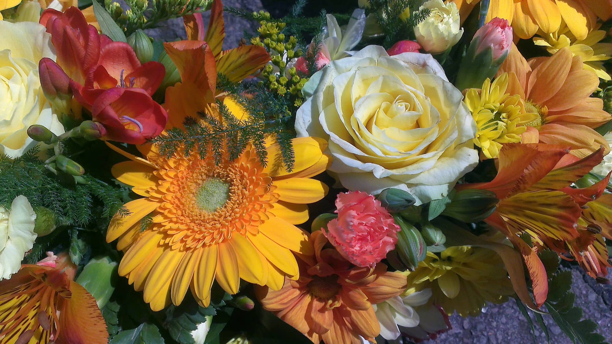 A colorful bouquet featuring yellow gerbera daisies, white roses, red freesias, yellow chrysanthemums, pink carnations, and assorted greenery in bright sunlight.